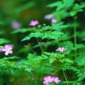 forest-flowers.jpg